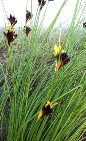 Bobartia